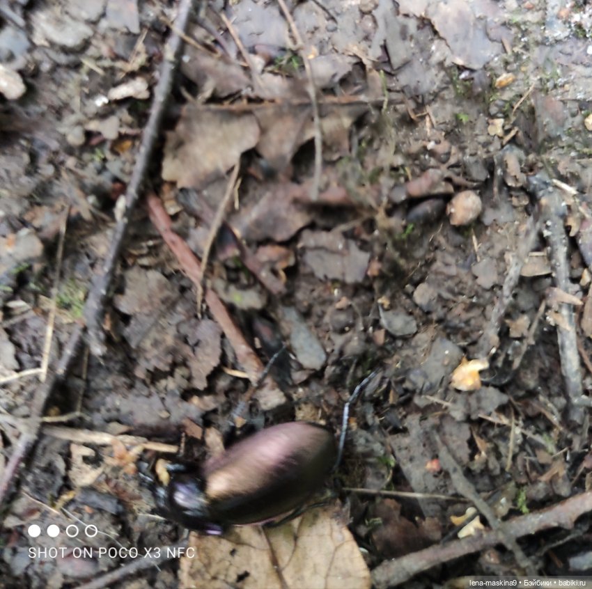 После дождика в лесу — Интересные игрушки и фигурки (разное): редкие