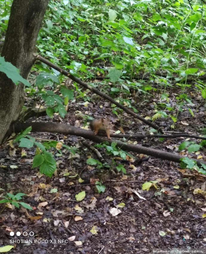 После дождика в лесу — Интересные игрушки и фигурки (разное): редкие