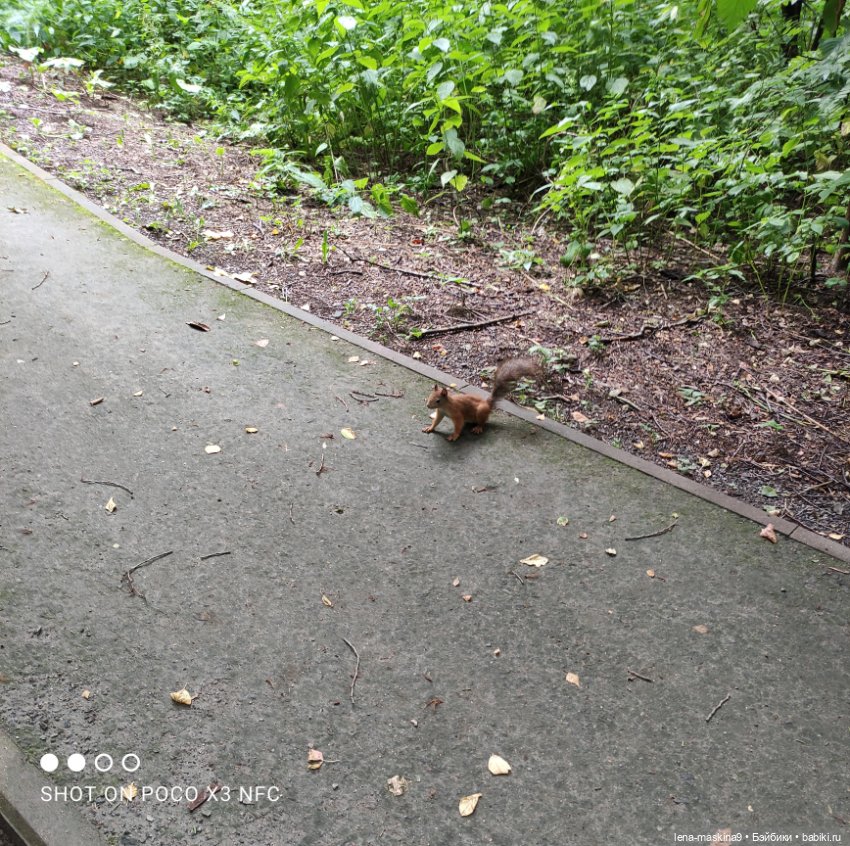 После дождика в лесу — Интересные игрушки и фигурки (разное): редкие