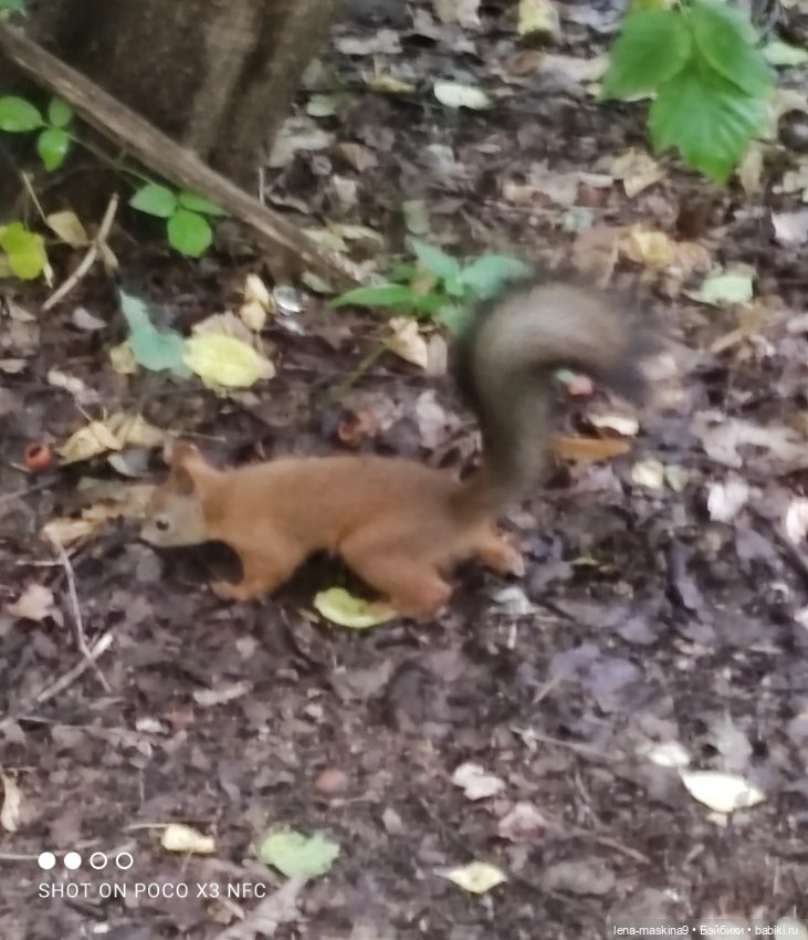 После дождика в лесу — Интересные игрушки и фигурки (разное): редкие (фото 10)