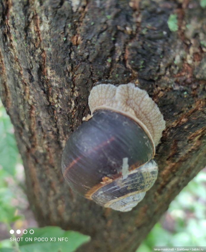 После дождика в лесу — Интересные игрушки и фигурки (разное): редкие