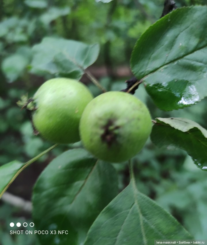 После дождика в лесу — Интересные игрушки и фигурки (разное): редкие (фото 4)