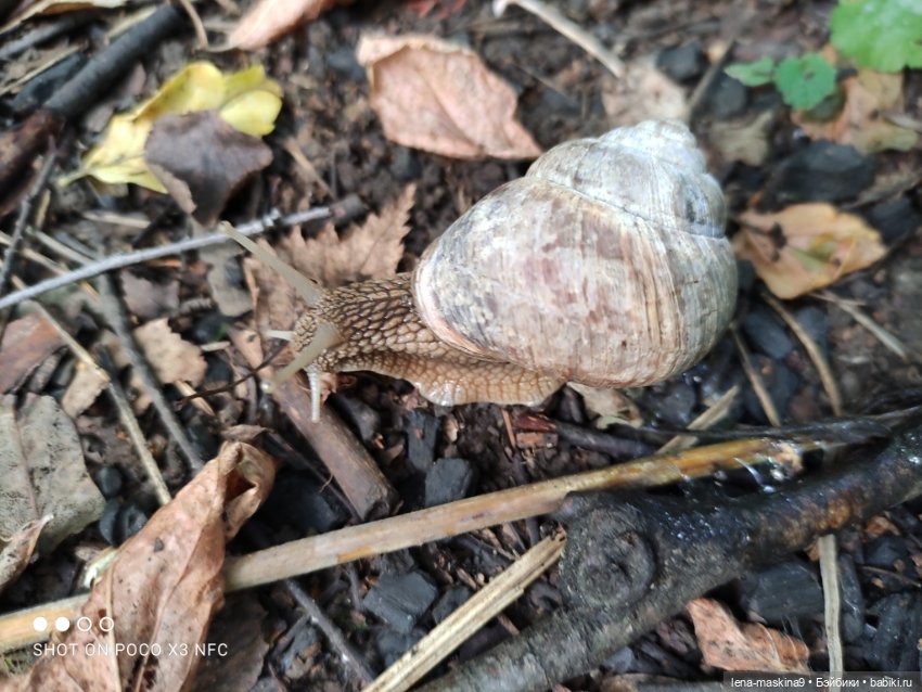 После дождика в лесу — Интересные игрушки и фигурки (разное): редкие