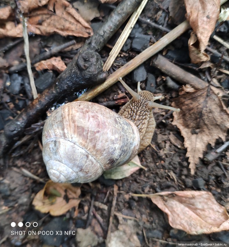 После дождика в лесу — Интересные игрушки и фигурки (разное): редкие