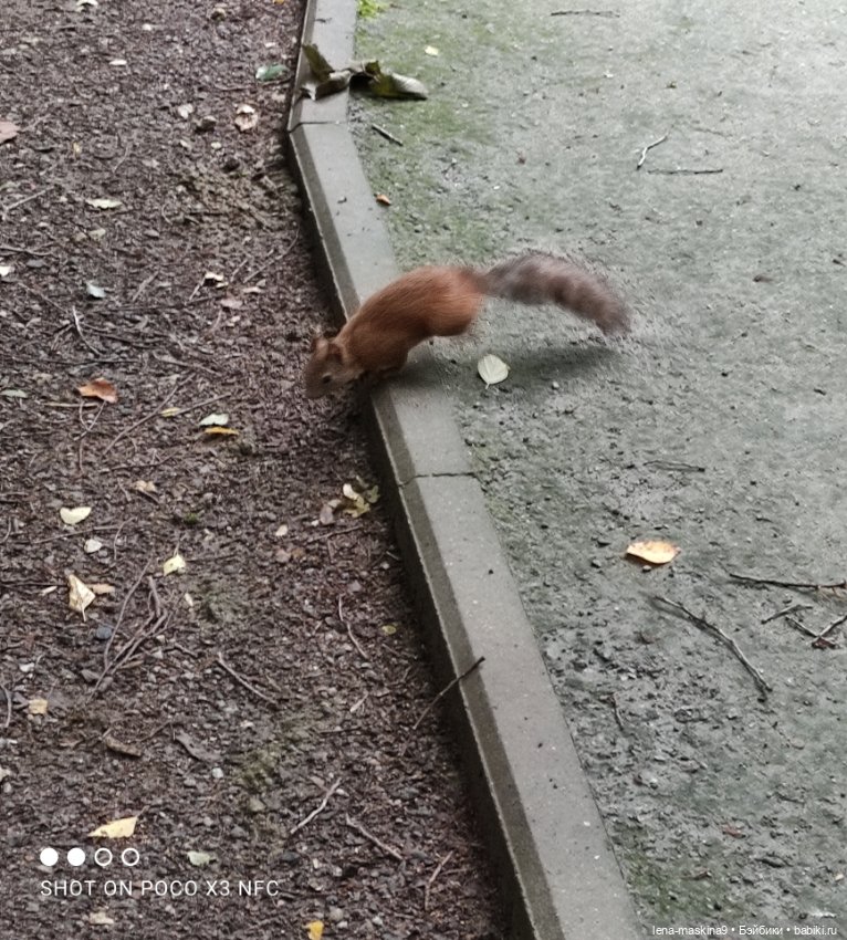 После дождика в лесу — Интересные игрушки и фигурки (разное): редкие