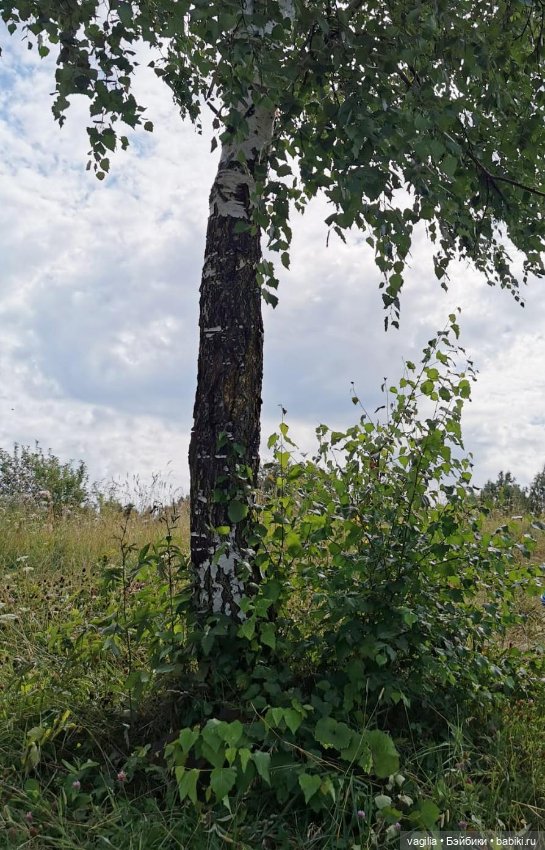 Прогулка на озеро — Болталка и разговоры обо всем: жизнь