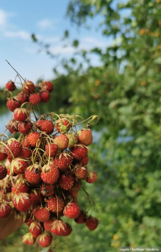 Прогулка на озеро — Болталка и разговоры обо всем: жизнь (фото 10)