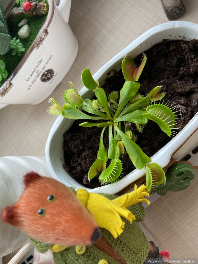 Два с половиной года ожидания (фото 5)