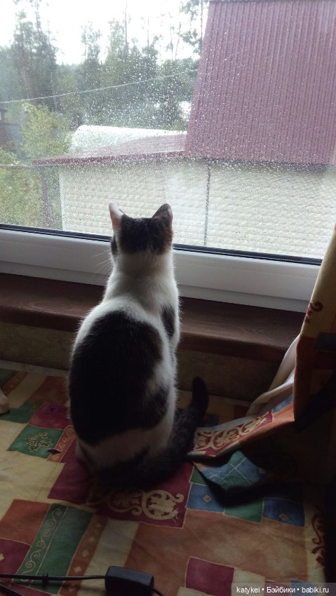 День Котиков 8.08.2021 — Болталка и разговоры обо всем: жизнь (фото 7)