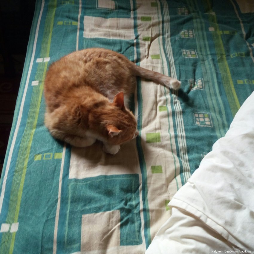 День Котиков 8.08.2021 — Болталка и разговоры обо всем: жизнь (фото 8)