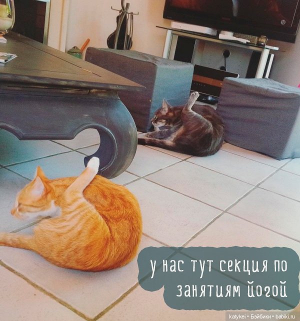 День Котиков 8.08.2021 — Болталка и разговоры обо всем: жизнь