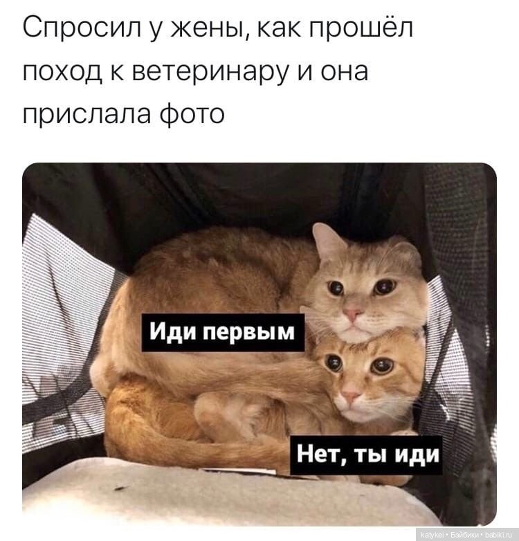 День Котиков 8.08.2021 — Болталка и разговоры обо всем: жизнь