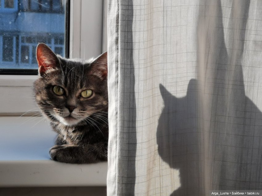 Котики и куклокотики. Всемирный день кошек