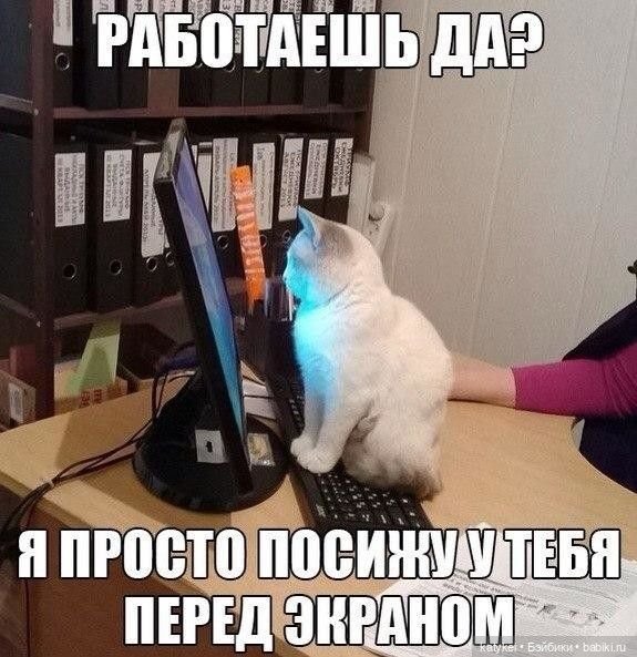 День Котиков 8.08.2021 — Болталка и разговоры обо всем: жизнь