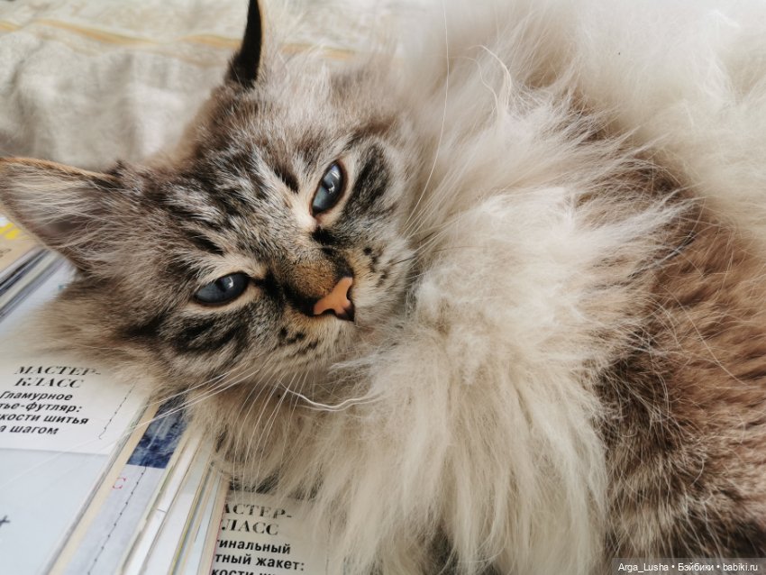 Котики и куклокотики. Всемирный день кошек