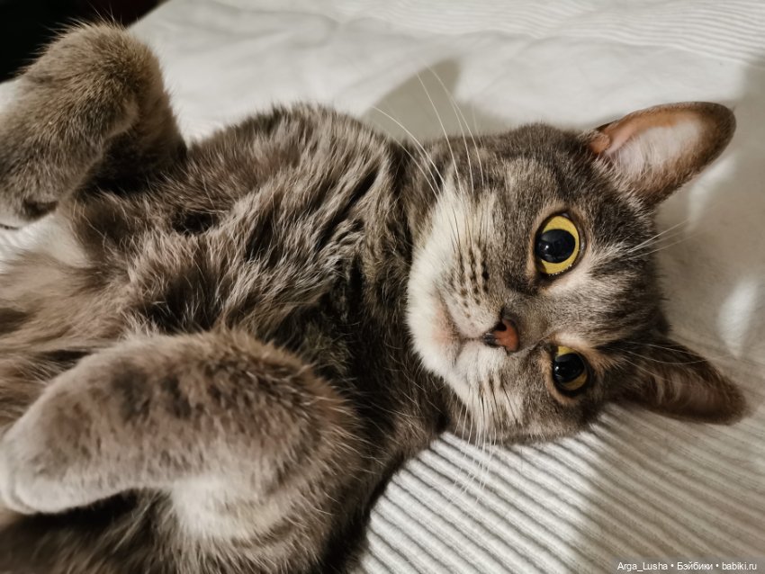 Котики и куклокотики. Всемирный день кошек