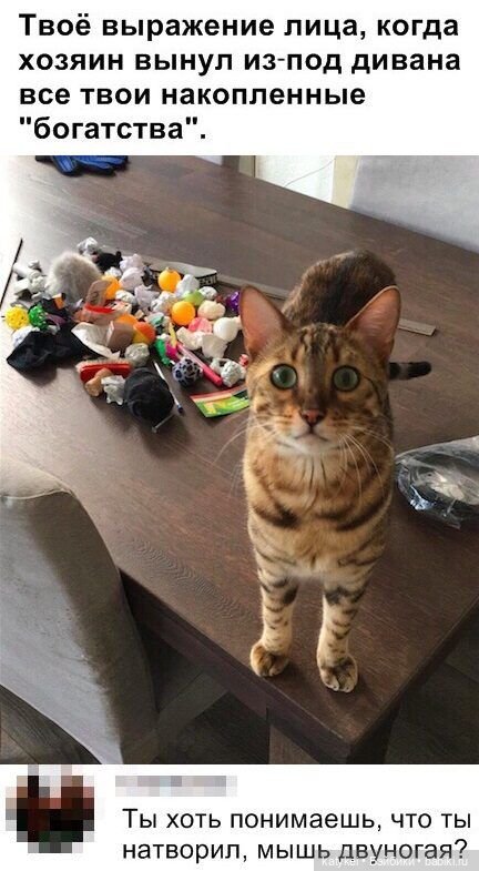 День Котиков 8.08.2021 — Болталка и разговоры обо всем: жизнь