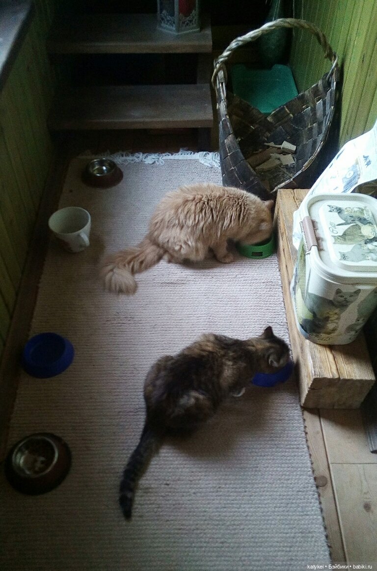 День Котиков 8.08.2021 — Болталка и разговоры обо всем: жизнь