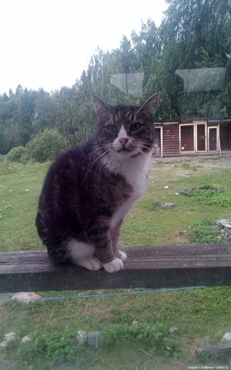 День Котиков 8.08.2021 — Болталка и разговоры обо всем: жизнь