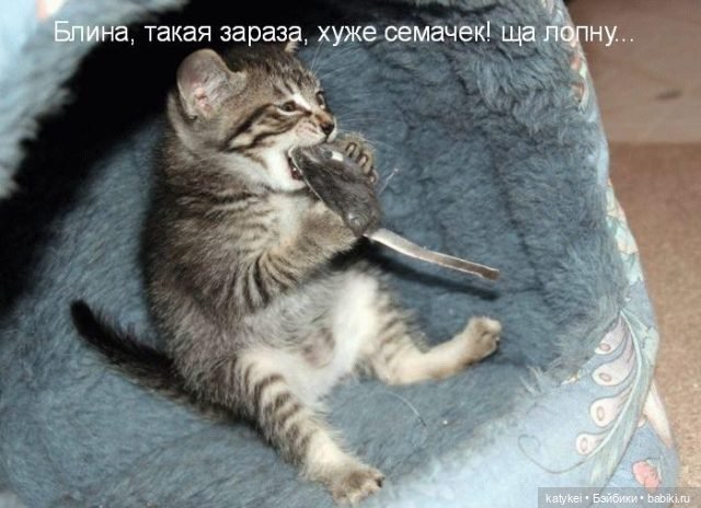 День Котиков 8.08.2021 — Болталка и разговоры обо всем: жизнь