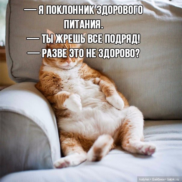 День Котиков 8.08.2021 — Болталка и разговоры обо всем: жизнь