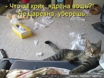 День Котиков 8.08.2021 — Болталка и разговоры обо всем: жизнь