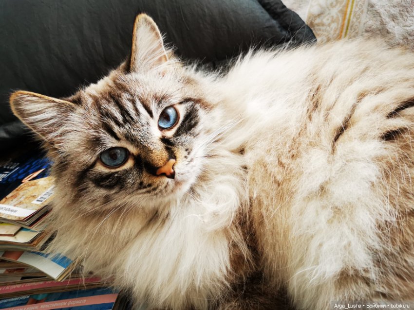 Котики и куклокотики. Всемирный день кошек