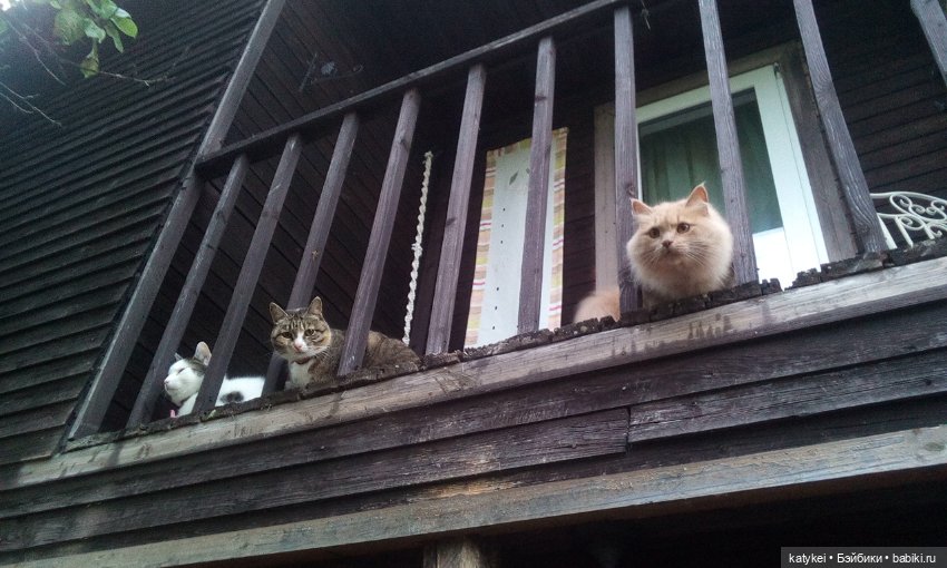 День Котиков 8.08.2021 — Болталка и разговоры обо всем: жизнь (фото 9)