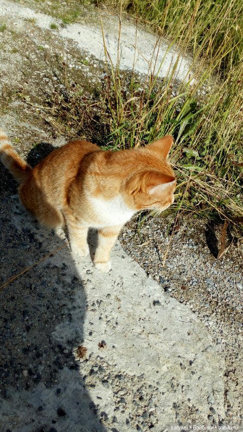 День Котиков 8.08.2021 — Болталка и разговоры обо всем: жизнь