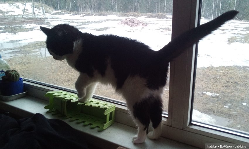 День Котиков 8.08.2021 — Болталка и разговоры обо всем: жизнь