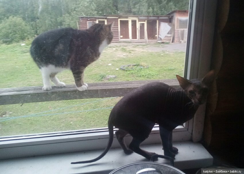 День Котиков 8.08.2021 — Болталка и разговоры обо всем: жизнь