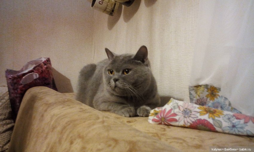 День Котиков 8.08.2021 — Болталка и разговоры обо всем: жизнь (фото 10)