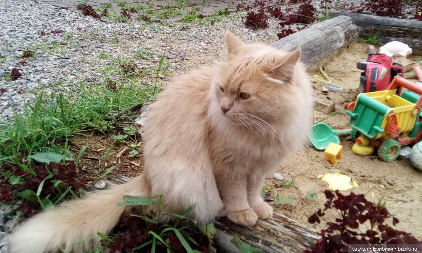 День Котиков 8.08.2021 — Болталка и разговоры обо всем: жизнь