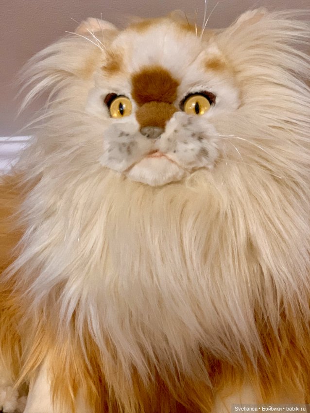 Всемирный день кошек. Коллекция котиков