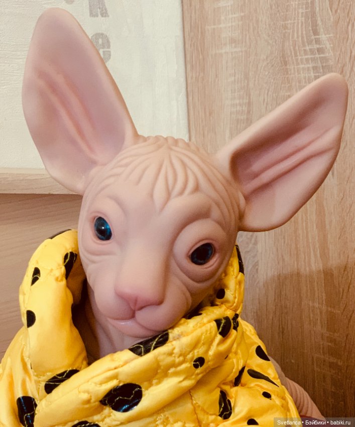 Всемирный день кошек. Коллекция котиков