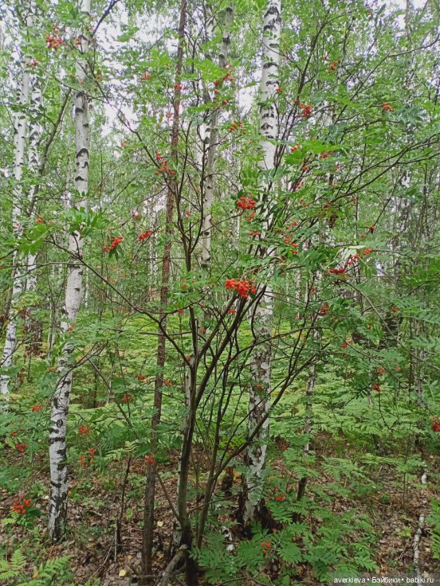 Мы-лягушки путешественницы