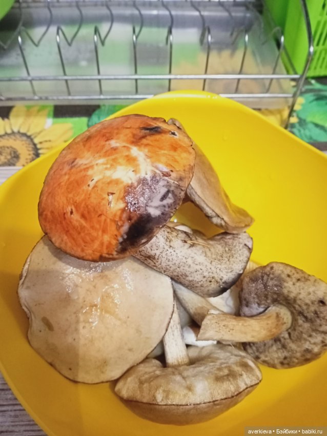 Мы-лягушки путешественницы