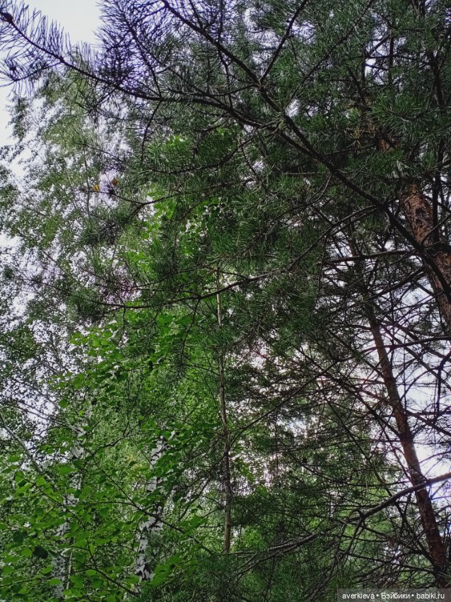 Мы-лягушки путешественницы