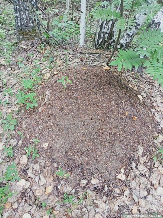 Мы-лягушки путешественницы