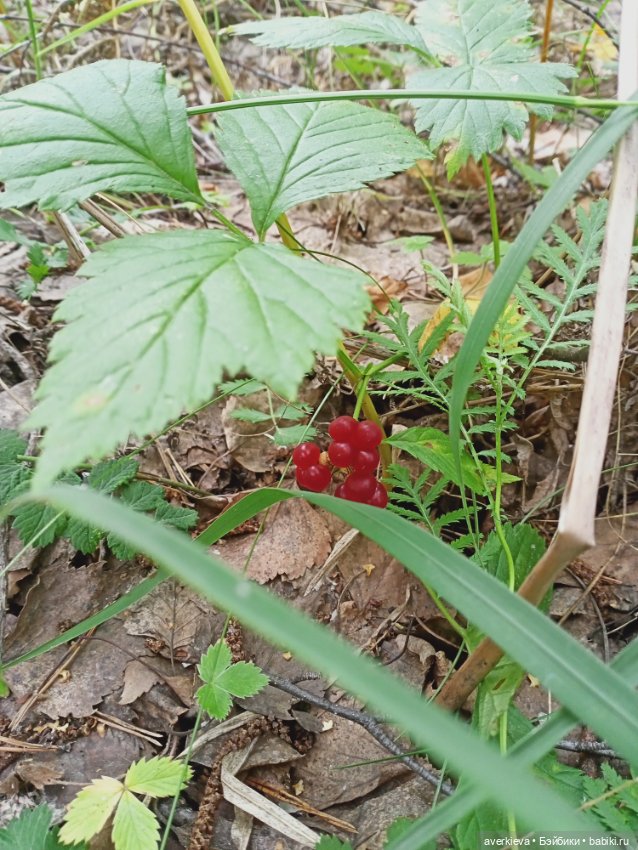 Мы-лягушки путешественницы