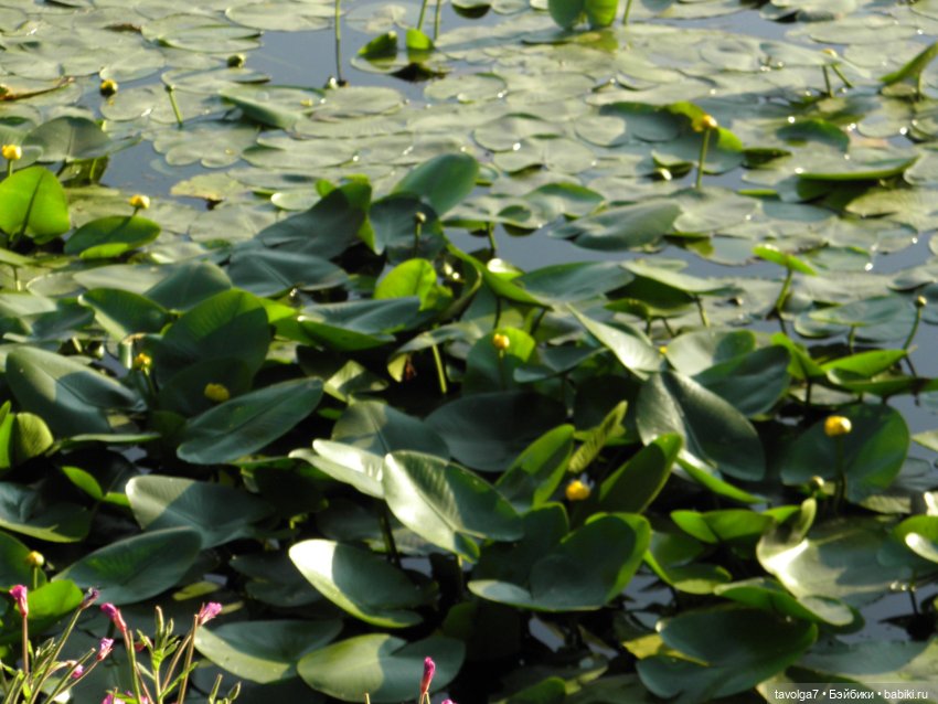 Июльская прогулка — Куклы Takara Tomy (Такара): Licca (Ликка) (фото 9)