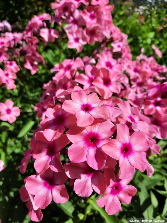 Мы выбираем, нас выбирают