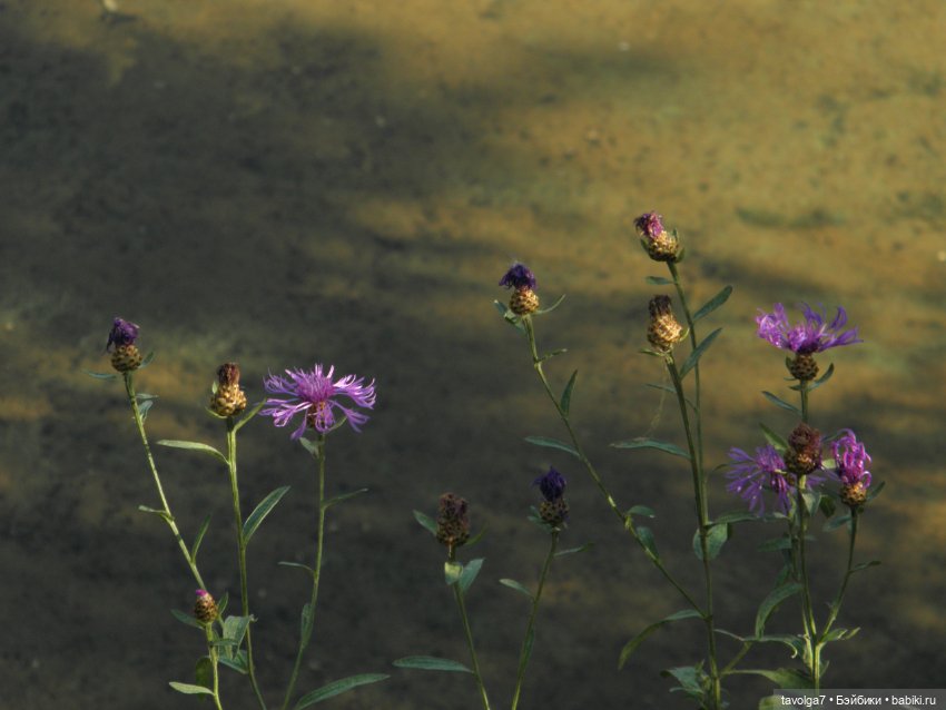 Июльская прогулка — Куклы Takara Tomy (Такара): Licca (Ликка)