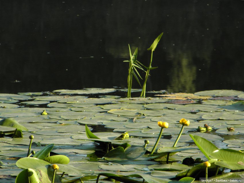 Июльская прогулка — Куклы Takara Tomy (Такара): Licca (Ликка)