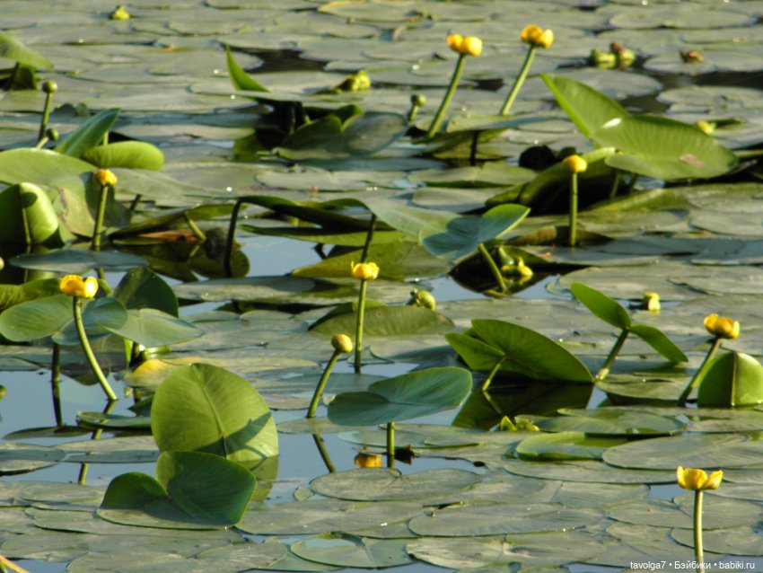 Июльская прогулка — Куклы Takara Tomy (Такара): Licca (Ликка) (фото 8)