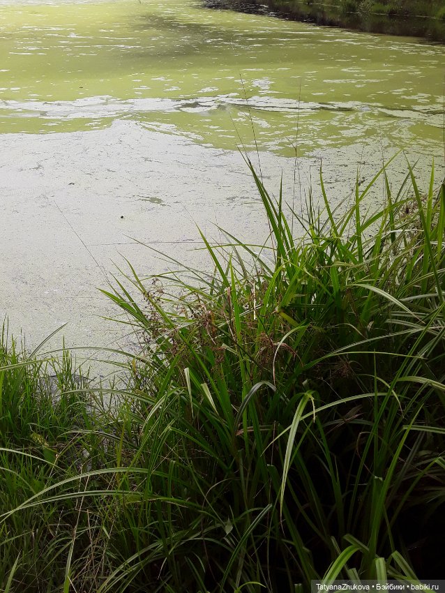 Говорят что — Болталка и разговоры обо всем: жизнь
