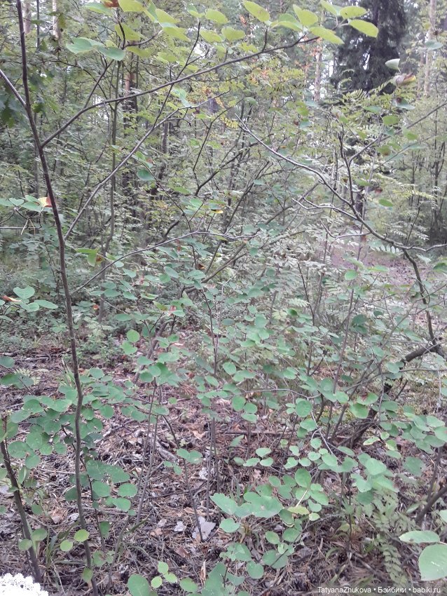 Говорят что — Болталка и разговоры обо всем: жизнь