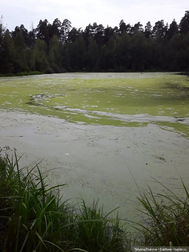 Говорят что — Болталка и разговоры обо всем: жизнь