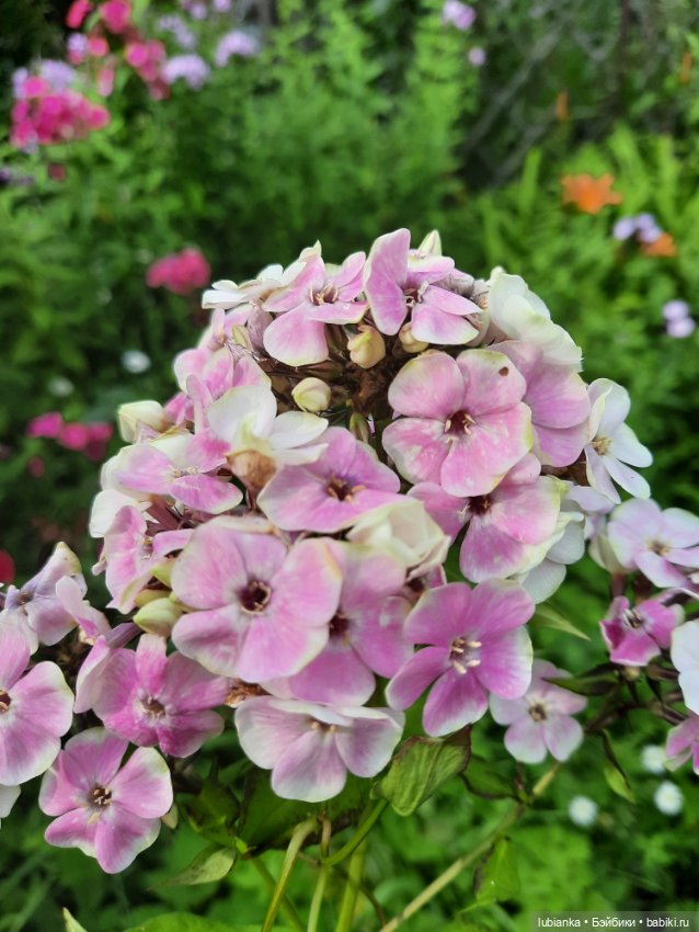 Куклы разные нужны... и цветы тоже