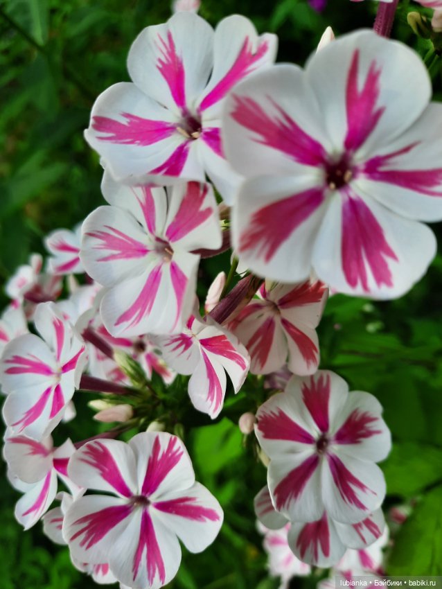 Куклы разные нужны... и цветы тоже